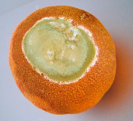 Planète mandarine, à la surface la mer de la sagesse