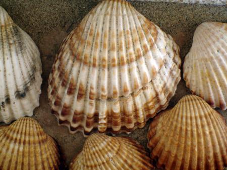 Logis ciselés