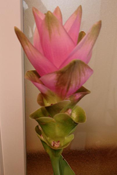 Curcuma
