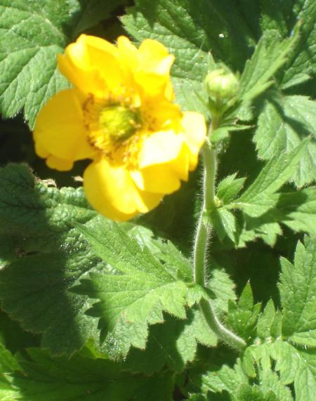 Lady stratheden (ou benoîte) tel est le nom de cette petite fleur d'un jaune éclatant comme un bouton d'or.