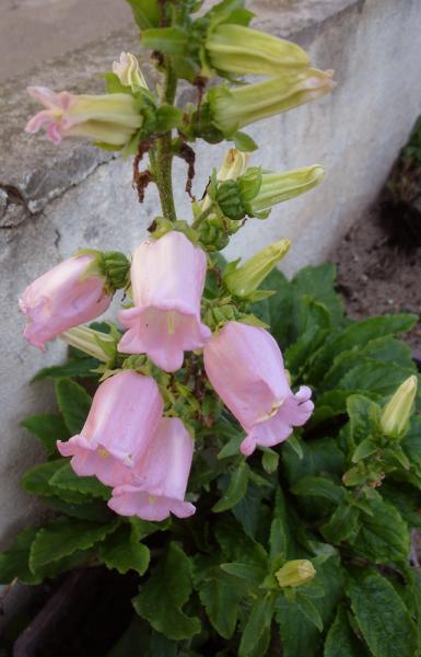 Campanules d'un rose tendre
