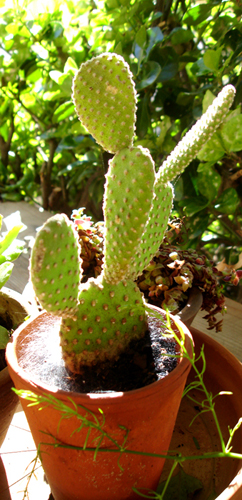 Cactus