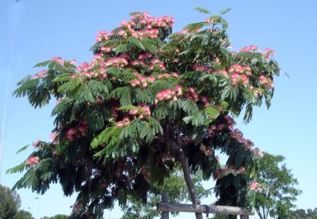 Je l'appelle l'arbre à houpettes ...
