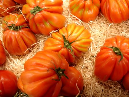 Belles Siciliennes sur lit de paille