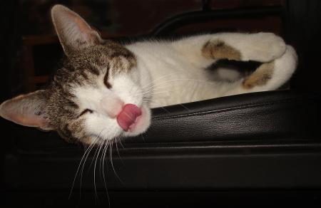Lulu rêve d'un bon repas....