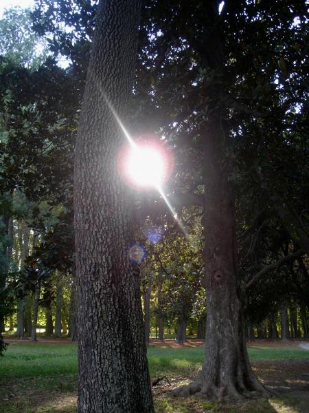 Hier, organisées par le soleil, j'ai assisté aux épousailles...