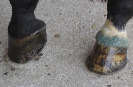 Les pieds d'un très gentil cheval...