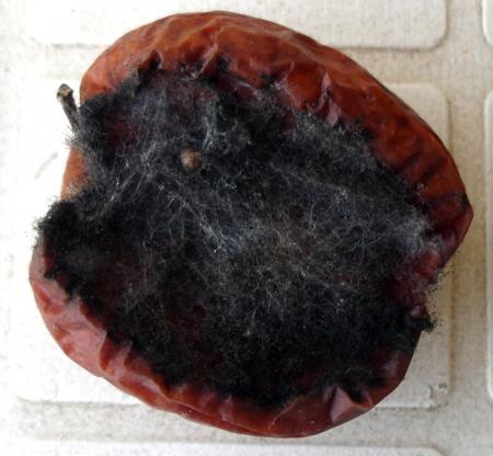 Une pomme pour Amélie N.