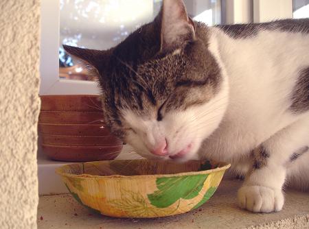 Mon Lulu se régale  ...^^...     MmMmMiaouam...