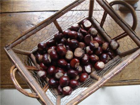 Vers 10h00, ce jour la, nous avons ramassé les joyaux du marronnier d'Inde, Aesculus hippocastanum.