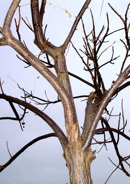 Mort ? Mais non, il se repose et dispose du temps à sa guise. Il retient sa vie, sa sève au cur de son bois. 